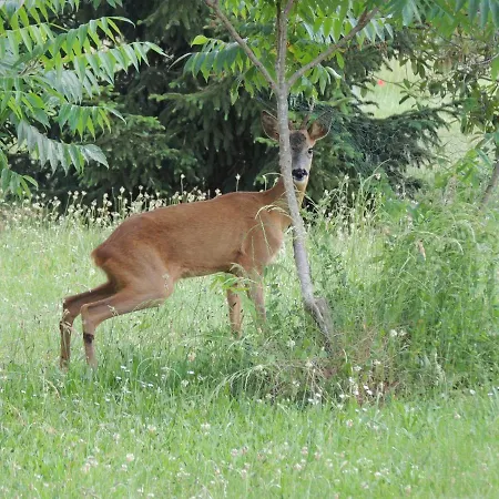 Atypique Kota Noah Location En Salle D'eau Privative A 20m Domek alpejski *