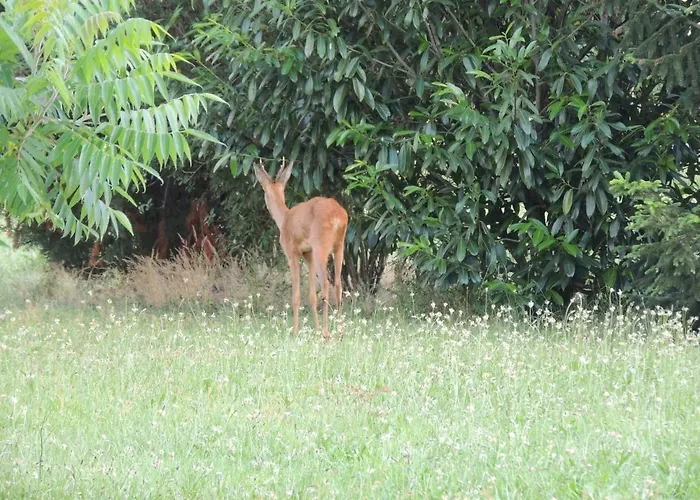 Atypique Kota Noah Location En Salle D'eau Privative A 20m *