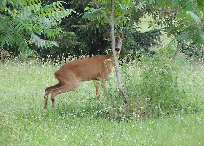 Atypique Kota Noah Location En Salle D'eau Privative A 20m Chalet *